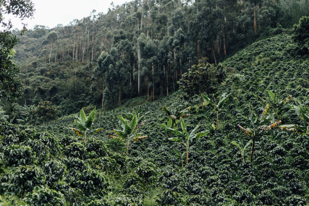 Lush green coffee farm landscape in the Andes region of Colombia