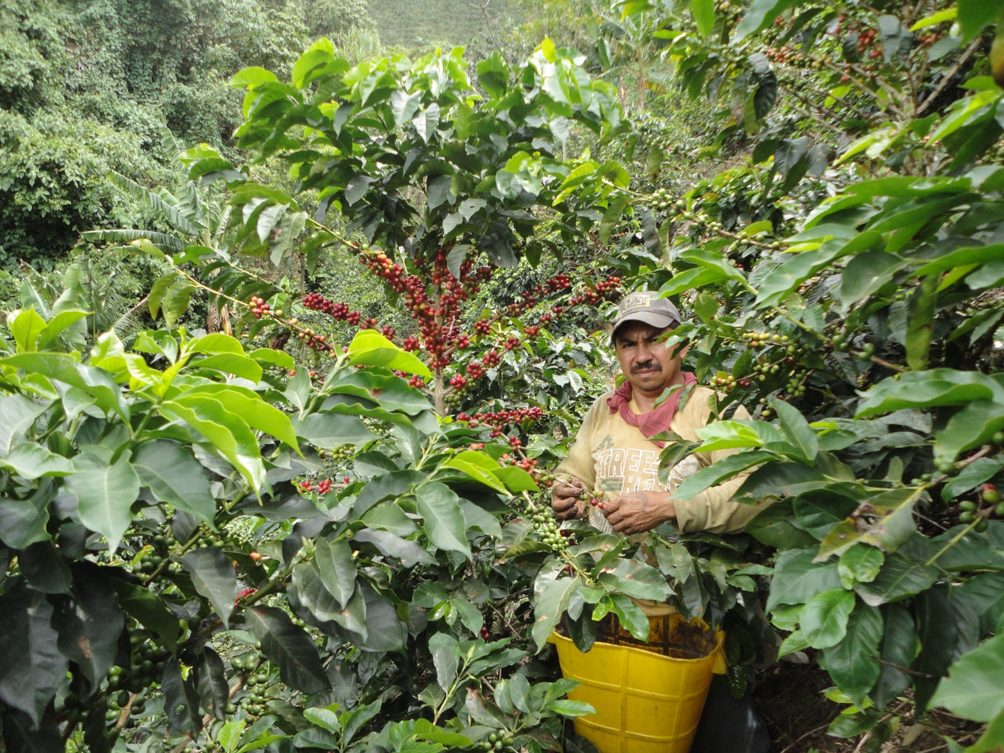 Leyenda – A Mujeres Cafeteras Ed.